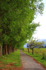 Fototapeta premium Metasequoia Namiki