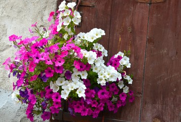Fototapeta na wymiar Colorful summer flowers