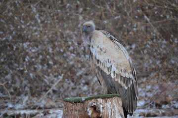 Eagle
