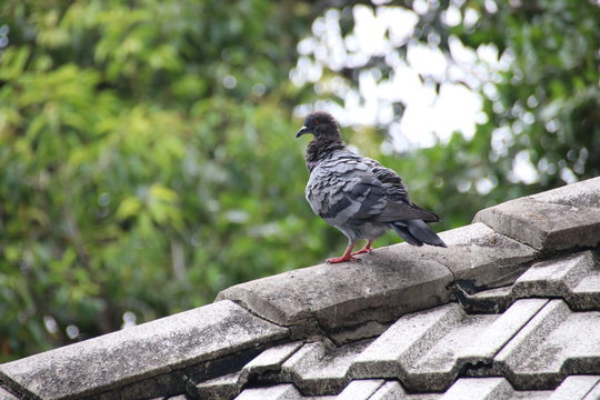 Grey Pigeon on the roof