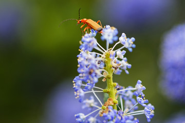 Insecte sur fleur