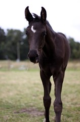 Obraz premium Foal portraitt