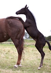 Obraz premium Foal stepping up on mother