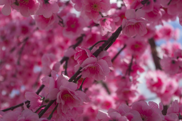 An abundance of pink flowers from cloth
