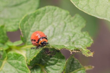 Red larva of the Colorado potato beetle eats potato leaves