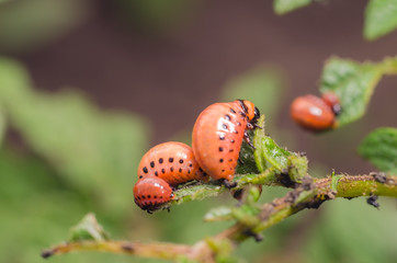 Red larva of the Colorado potato beetle eats potato leaves