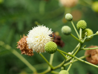 bee and Leucaena flower in a garden