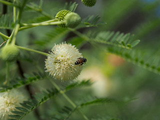 bee and Leucaena flower in a garden