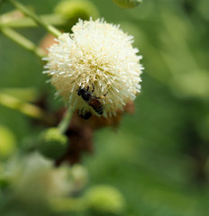 bee and Leucaena flower in a garden