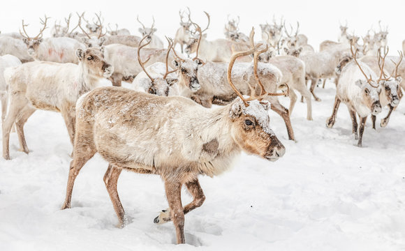 Herd of reindeer in snow, Lapland