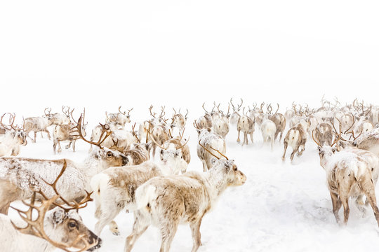 Reindeers 
