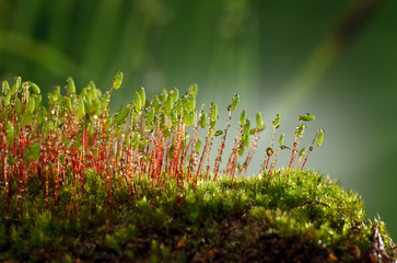 Mossy hummock