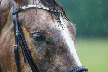 Wound on the forehead of a horse