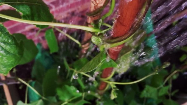 Close up shot of watering runner beans at home in back yard