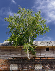 Birch on the building