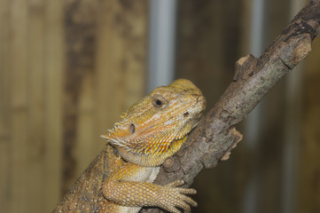 Lizard sits on a branch