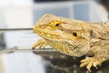 Bearded Dragon