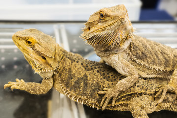 Bearded Dragon