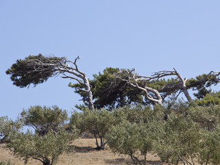 wind gebeugte Bäume