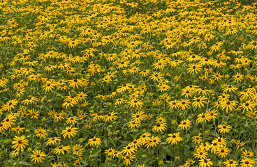 Fototapeta premium Sonnenhut (Rudbeckia)