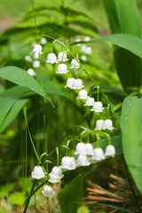 Lily of the valley