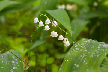 Lily of the valley