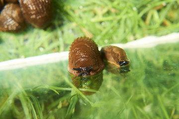 Escape of slug from aquarium where are collected from garden. Spanish slug (Arion vulgaris) invasion in garden. Invasive slug. Garden problem in Europe. Selective focus.