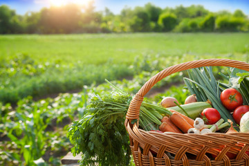 Fresh organic vegetables in basket - obrazy, fototapety, plakaty