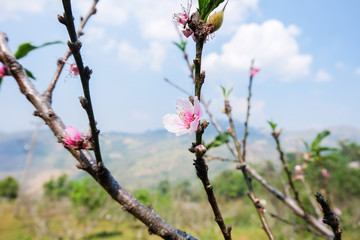 pink peach blossom on branch of peach tree with blur mountain background