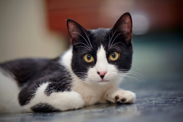 Portrait of the black-and-white cat