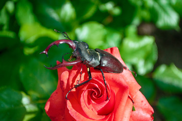 Lucanus cervus