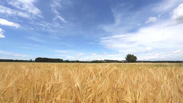 Getreidefeld / Himmel / Landschaft
