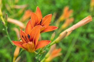 Fototapeta premium Orange day lily flowers in garden, summer time