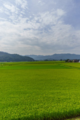 夏の六日町の田園風景