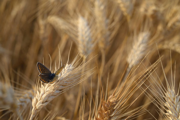 Fototapeta na wymiar Butterfly on ear of wheat