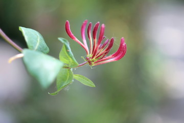 The beautiful flower of honeysuckle creeper 
