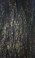 Tamarind Bark for blackground