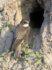 Sand martin, Riparia riparia