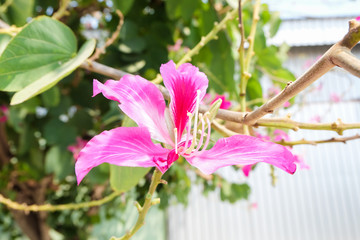 Bauhinia purpurea Linn flower