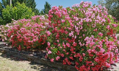 Laurier rose