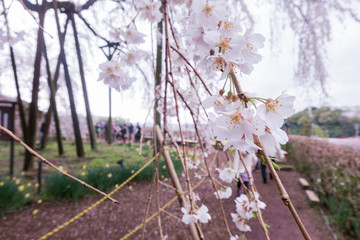 Beautiful cherry blossom sakura in spring season in Japan