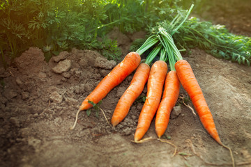 Fresh carrots in garden