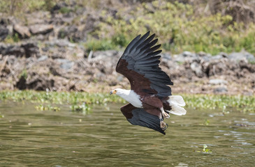 African Fish Eagle  Haliaeetus vocifer