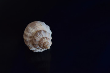 Single white seashell with reflection on a black background