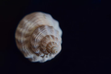 Closeup of single white seashell on a black blur background