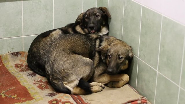 Two cute mongrel dogs looking at camera and trembling in fear in a spacious enclosure of animal shelter. HD