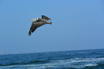 Paracas Pelican Peru
