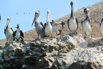 Paracas Pelican Peru