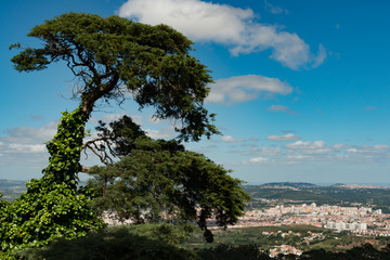 Fototapeta na wymiar View from the Sintra, Portugal Pena Palace and Park of two very windblown trees with the city in the background
