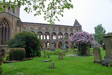 Fototapeta na wymiar Ruine von Jedburgh Abbey Schottland